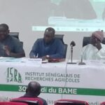 Riz sénégalais : vers une meilleure production et valorisation, le « Mardi du BAME » fait le point sur les défis et stratégies